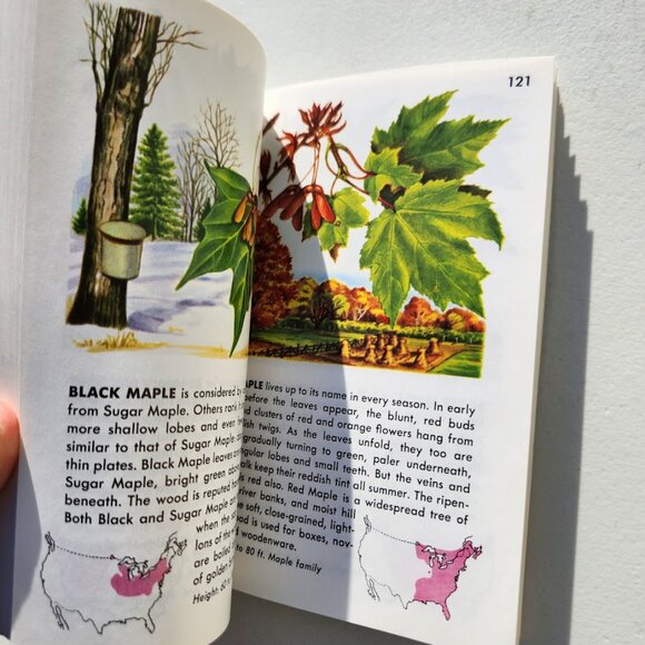 Trees Field Guide Plants botany Golden Guides St. Martin's Press BOOKSHARK - Picture 6 of 14
